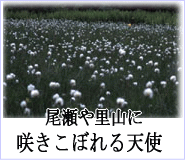 �w�}��ɍ炭��